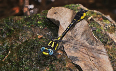 Hylogomphus apomyius