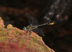Hylogomphus apomyius