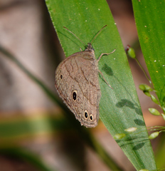 Hermeuptychia sosybius