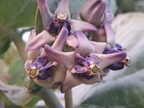 crown flower
