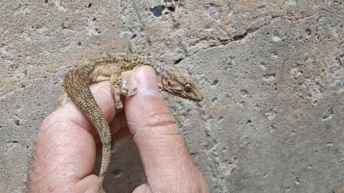 Tarentola mauritanica juliae