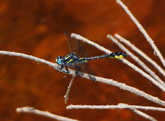 Hylogomphus apomyius