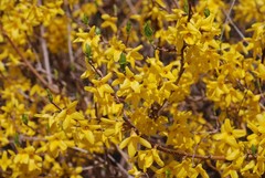 Forsythia koreana