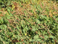 Rumex roseus