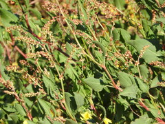 Rumex roseus