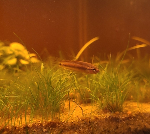 Toba-strijdvis (Betta rubra) — Osphronemidae — 5