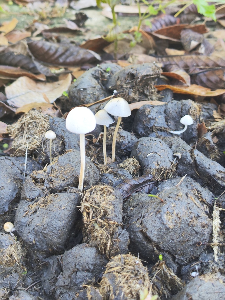 Panaeolus antillarum