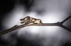 Philenora chionastis