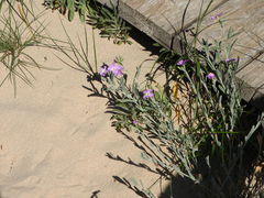 Malcolmia littorea