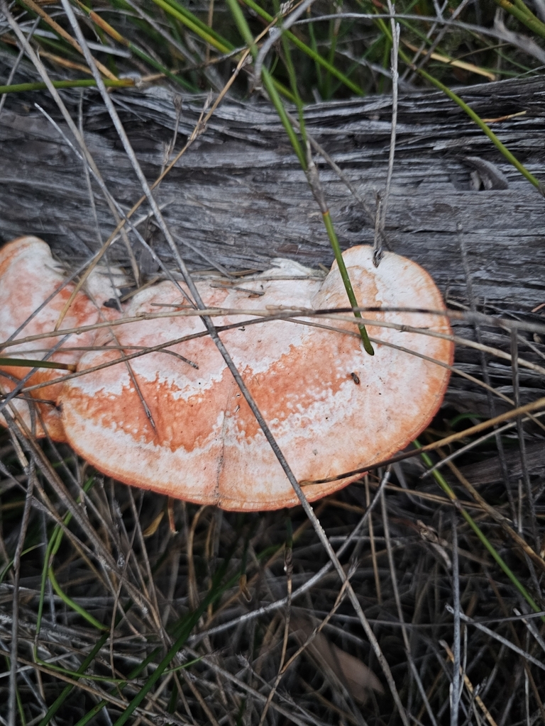 Trametes coccinea · April 2026 · photo: © twan3253 (iNaturalist, cc-by)
