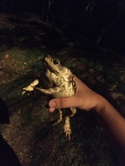 Rhinella icterica