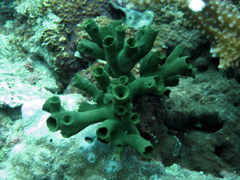 Tubastraea
