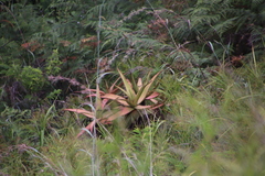 Aloe spicata