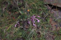 Radinosiphon leptostachya