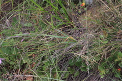 Radinosiphon leptostachya