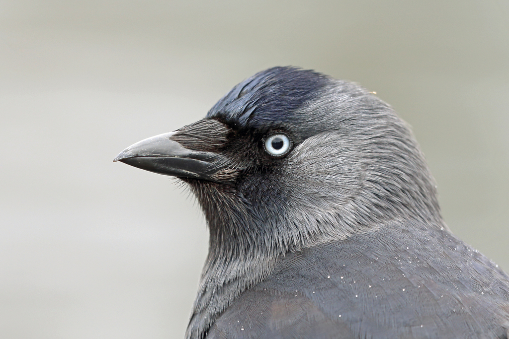 Western Jackdaw