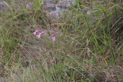 Radinosiphon leptostachya