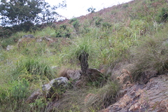 Xerophyta retinervis