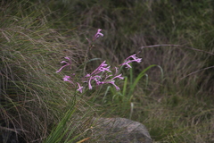 Radinosiphon leptostachya