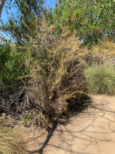 iNaturalist observation photo of California sagebrush
