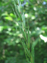 Elymus caninus