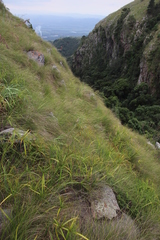 Radinosiphon leptostachya