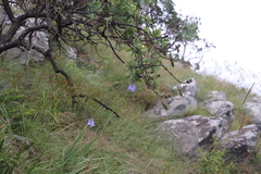 Agapanthus inapertus