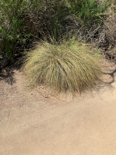 iNaturalist observation photo of deergrass