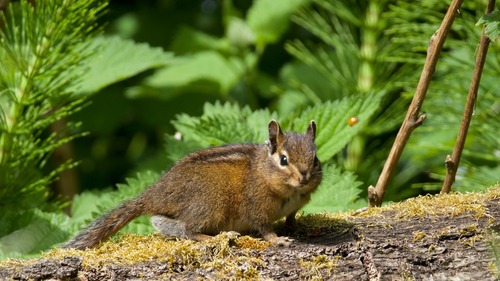 Yellow-cheeked Chipmunk observed by samela95437