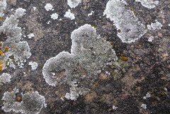 Lecanora valesiaca