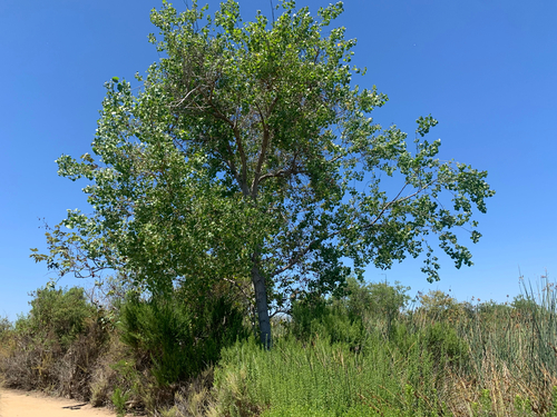 iNaturalist observation photo of Frémont Cottonwood