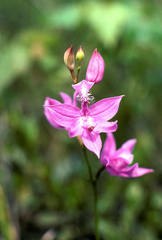 Calopogon tuberosus tuberosus