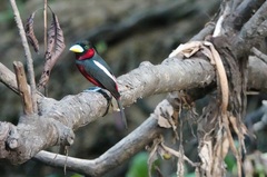 Cymbirhynchus macrorhynchos