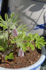 Pulsatilla cernua