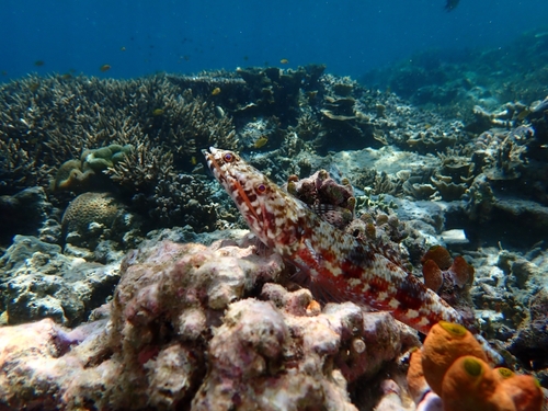 Synodus variegatus