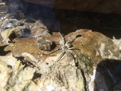 Dolomedes aquaticus