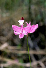 Calopogon tuberosus tuberosus