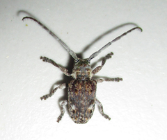 Crossotus stypticus aethiops