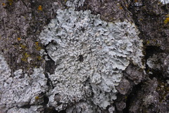 Punctelia perreticulata