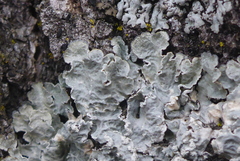 Punctelia perreticulata