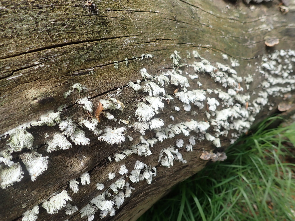 Schizophyllum commune · April 2026 · photo: © rory_middleton (iNaturalist, cc-by)