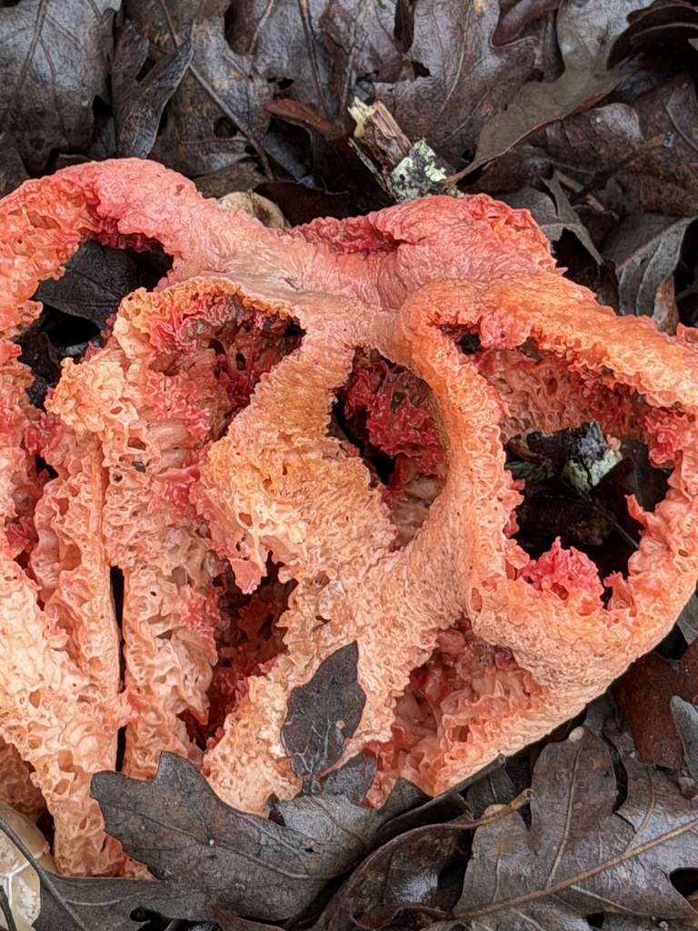 Clathrus ruber · April 2026 · photo: © workygirl (iNaturalist, cc0)