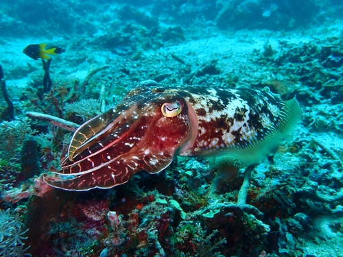 Ascarosepion latimanus