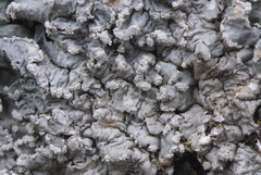 Punctelia perreticulata