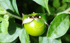 Anaca fasciata