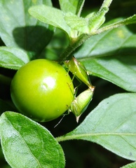 Anaca fasciata
