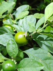 Anaca fasciata