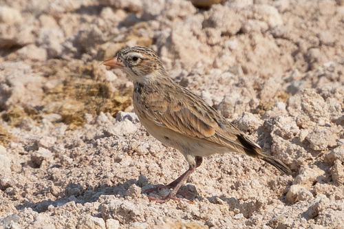 Pink-billed Lark (Spizocorys conirostris), photo 1