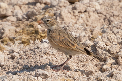 Pink-Billed Lark photo 1