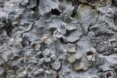 Punctelia perreticulata